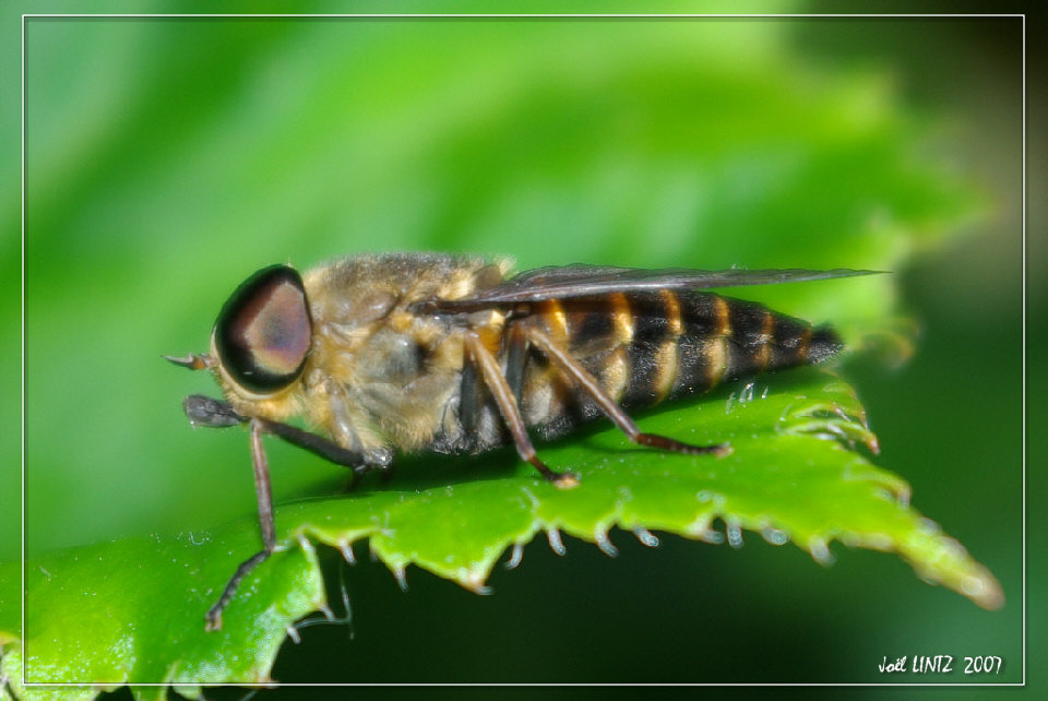 photographie insecte Copyright &copy; Jo&euml;l Lintz