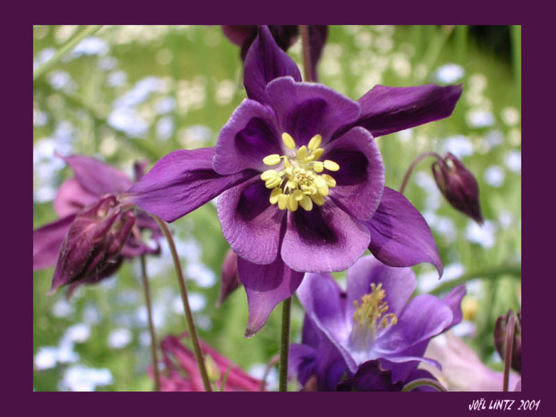 photo : festival dans mon jardin