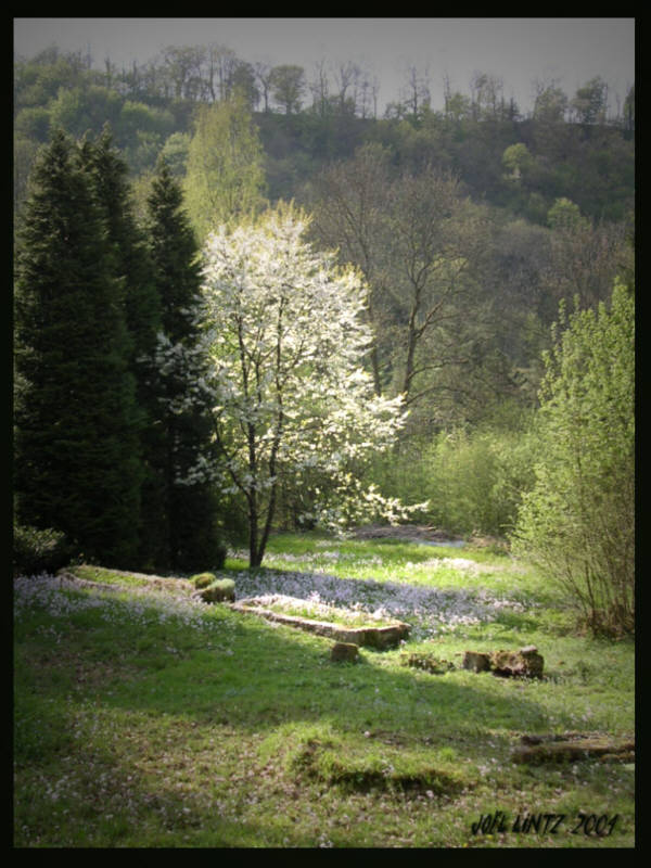 photographie : paysage - ardennes belges