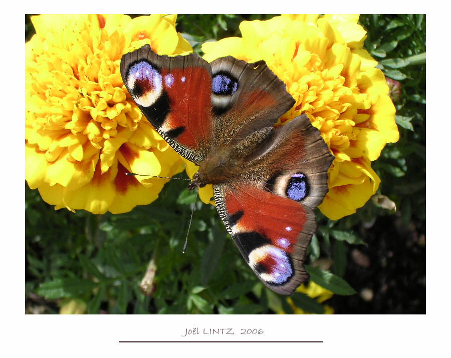 papillon photographie