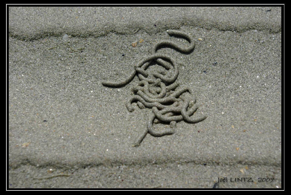 photographie "plage" d&eacute;tail