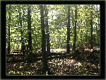 sous-bois photographie