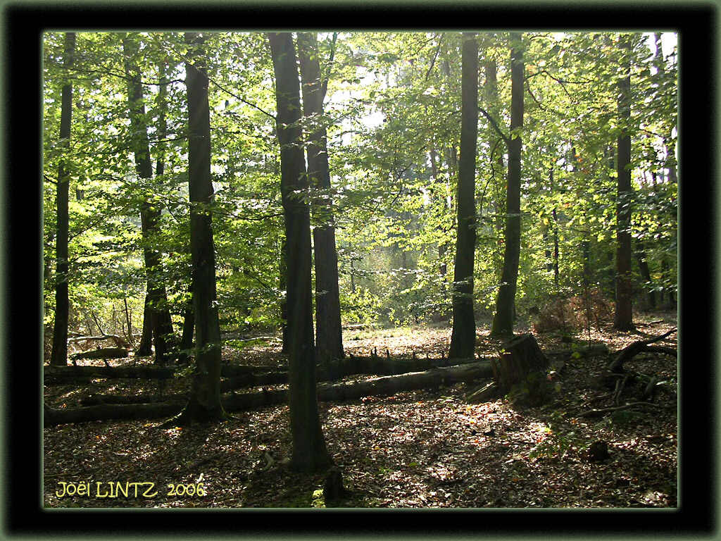 sous-bois photographie jo&euml;l LINTZ